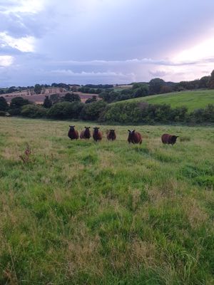 Furze Hill Farm- click for photo gallery